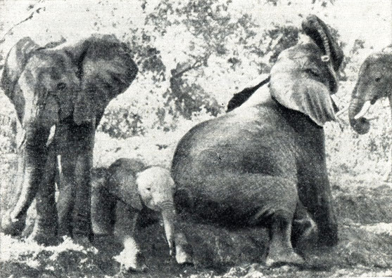 Каждое утро слоны натирают кожу толстыим слоем грязи...