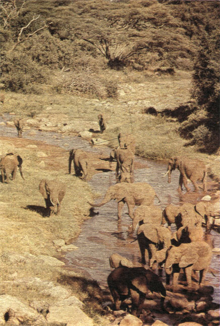 Взрослый самец приближается к матриарху и семейным группам, которые мирно отдыхают на реке Ндала