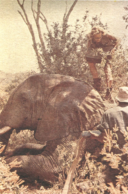 Первейшая помощь обездвиженному слону - охладить его, поливая водой голову и уши