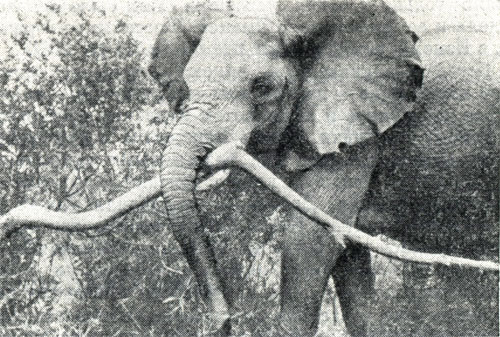 Юная самочка играет с большой ветвью. Природное поведение, которое использует человек, приучая слонов к переноске тяжестей