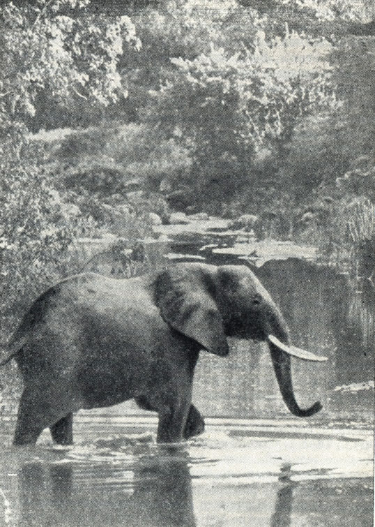 Слоны выпивают в день более ста тридцати литров воды