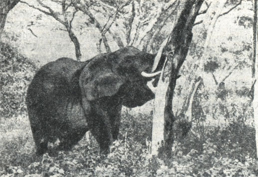 В разгар жары слоны прячутся в тени акаций тортилис, обдирая с них кору