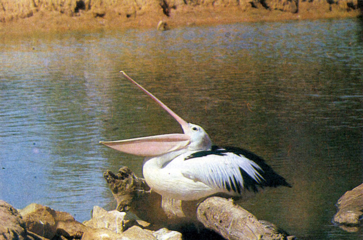 Очковый пеликан гнездится на озерах и песчаных лагунах морских побережий