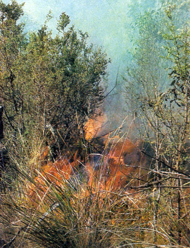 Засушливым летом лесные пожары обычно возникают на обочине дороги и быстро распространяются в глубь леса