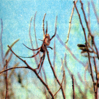 Крупный тенетный паук поселяется на кустах в песчаной пустыне