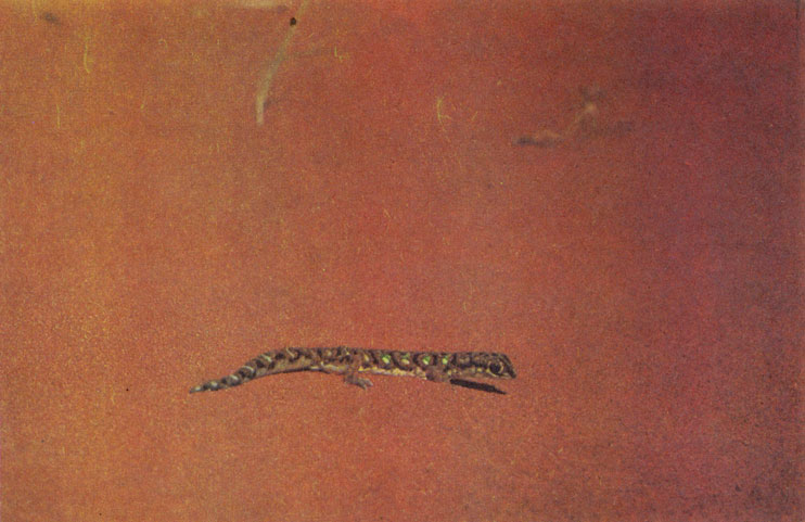Глазчатый геккон - хрупкое существо, напоминает среднеазиатского сцинкового геккона