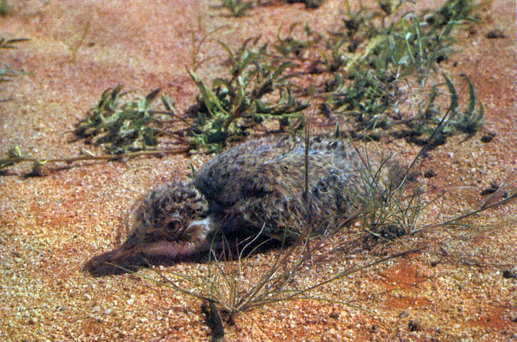 Птенец австралийского пустынного зуйка пельтохиас затаился, повернувшись головой от солнца