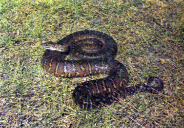 Крупный ковровый питон был обнаружен среди кустарников в ущелье хребта Макдоннелл