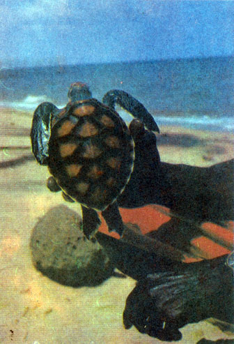 Морских черепах выводят на специальных фермах, собирая кладки яиц. Подросшую молодь выпускают в море, а на взрослых черепах местным жителям разрешается охотиться, но только для личного потребления