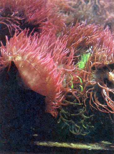 Опустившись с маской под воду, попадаешь в красочный мир кораллов