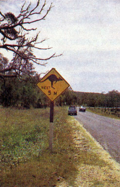 Дорожный знак - на ближайших пяти милях могут встретиться кенгуру