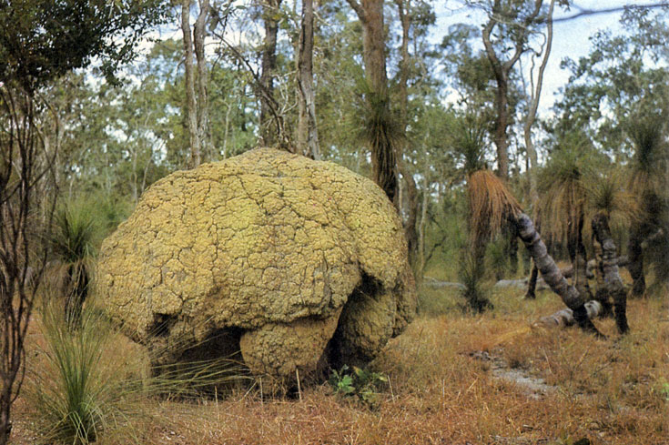 Наличие крупных живых термитников свидетельствует об экологическом равновесии в лесу