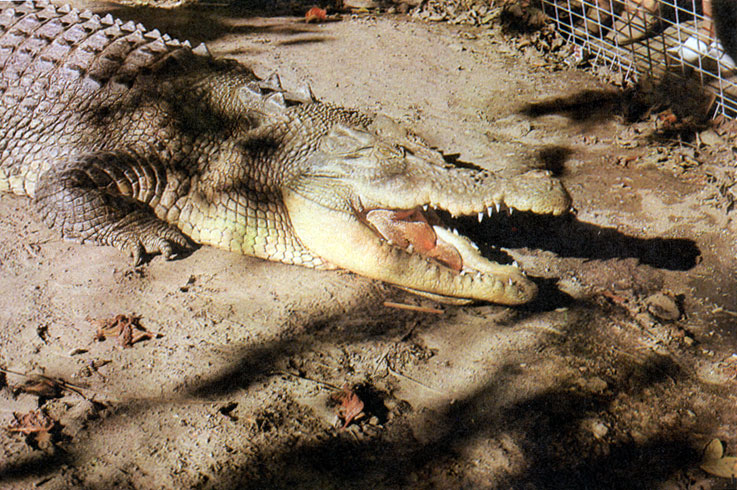 Крупный гребнистый крокодил вырос на ферме под Кэрнсом