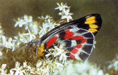 Бабочки далиас собираются целыми стаями на цветущих кустах