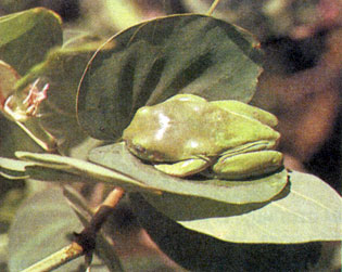 2) Среди австралийских земноводных особенно разнообразны квакши, среди них есть и наземные и древесные формы (1-5). В водоемах живут неуклюжие лягушки-быки, маленькие, но громкоголосые (6)