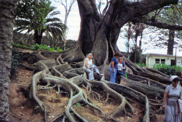 Причудливая сеть досковидных корней позволяет дереву укрепиться на склоне горы с тонким слоем почвы