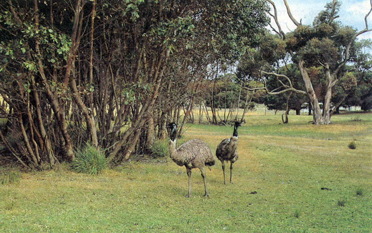 Страус эму обычен в засушливых ландшафтах Австралии, его рост более полутора метров, а масса - полцентнера. Эму охотно посещают водопои, где вступают в конкуренцию с домашним скотом
