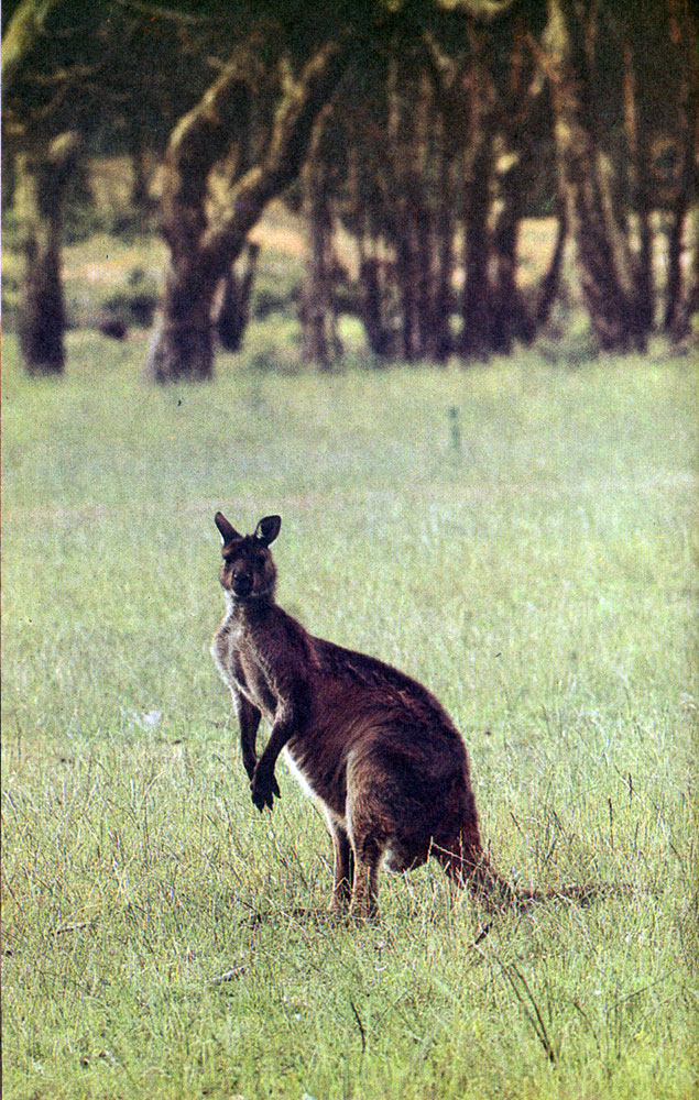 Гигантские серые кенгуру держатся на открытых травянистых равнинах с редкими перелесками