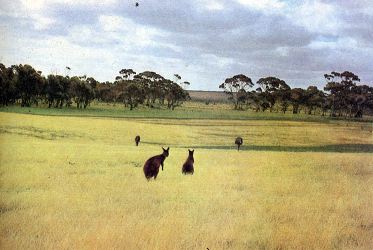 Гигантские серые кенгуру держатся на открытых травянистых равнинах с редкими перелесками