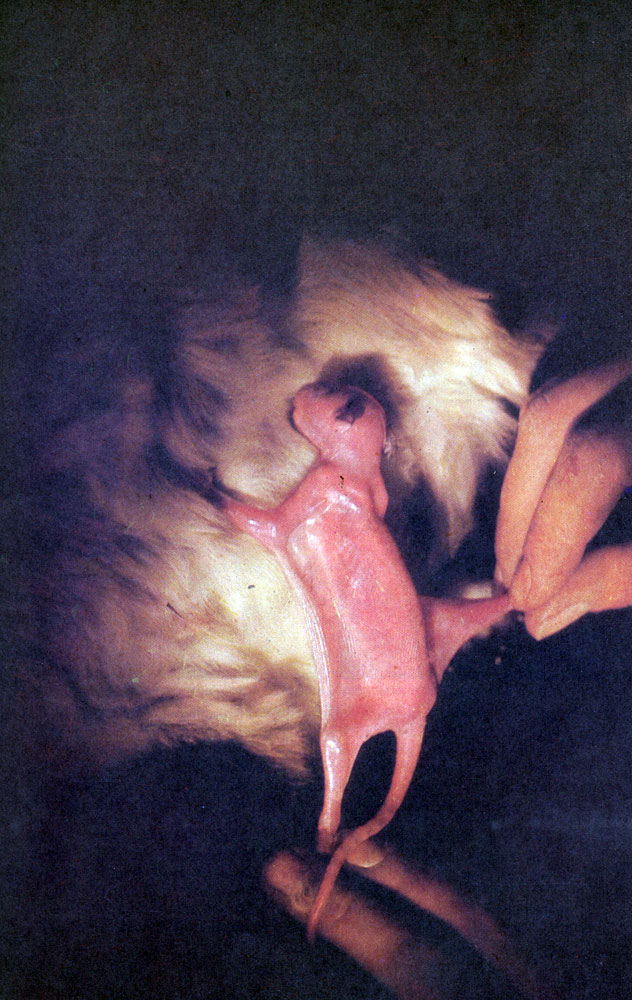 У пойманной ночью гигантской сумчатой летяги в сумке обнаружен крохотный детеныш, накрепко присосавшийся к млечной железе