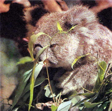 Сумчатые медведи коала все время держатся в кронах эвкалиптов и лениво поедают листву. Детеныш не слезает со спины матери, пока не достигнет ее размеров