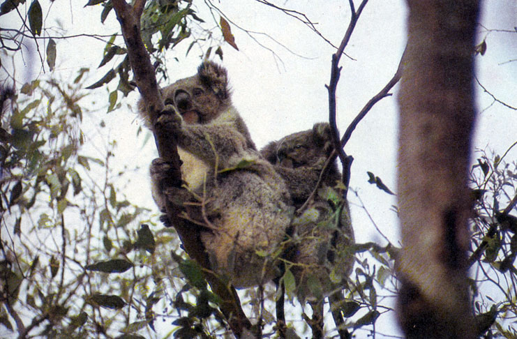 Сумчатые медведи коала все время держатся в кронах эвкалиптов и лениво поедают листву. Детеныш не слезает со спины матери, пока не достигнет ее размеров