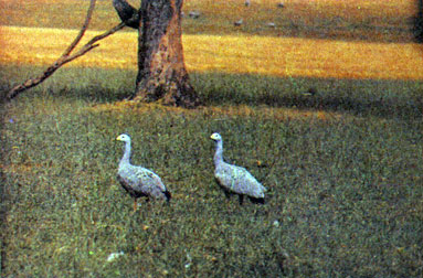 Куриные гуси пасутся на влажных островных лугах, щиплют зеленую траву. Особенно многочисленны эти птицы на островах Бассова пролива