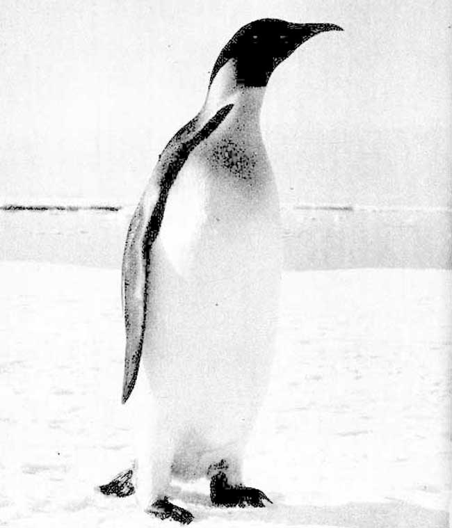 29. Императорский пингвин