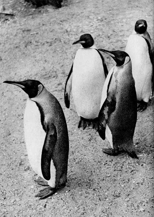 33. Королевский пингвин