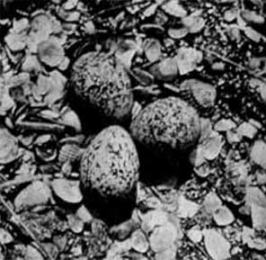493. Как и у других куликов, гнездо в виде мелкой ямки небрежно выстлан­ной травинками, иногда камешками или ракушками