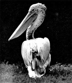 54. Пеликан серый, или филиппинский