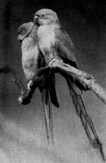 656. Большой ожереловый попугай Александра