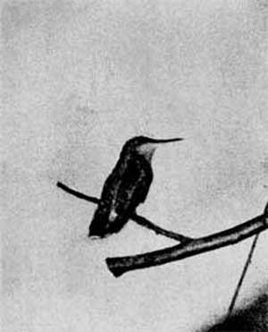 743. Кактусовая колибри