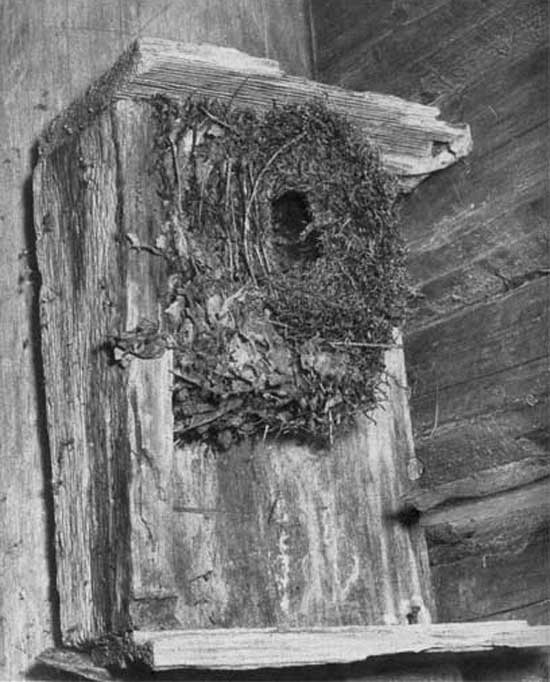 877. В своей гнез­довом участке самец строит несколько боль­ших шарообразных гнезд, сложенных глав­ным образом из мха