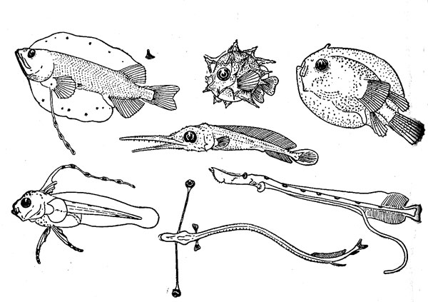 Рис. 3. Личинки океанических рыб
