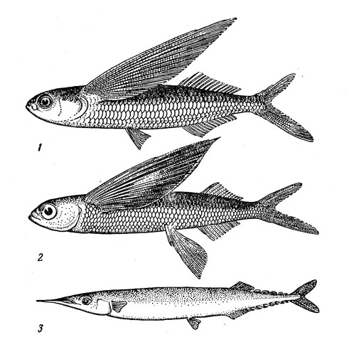 Рис. 4. Сарганообразные рыбы открытого океана: двухкрылая (1) и четырех крылая (2) летучие рыбы, макрелещука (3).