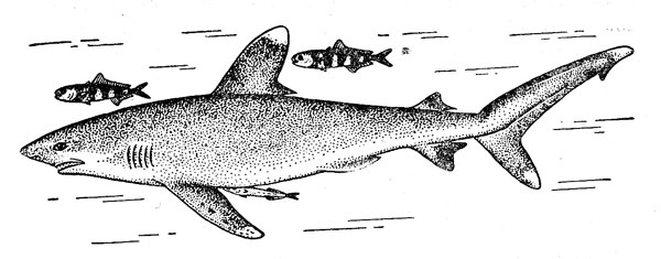 Рис. 6. Длиннокрылая акула о рыбами-лоцманами и рыбой-прилипалой