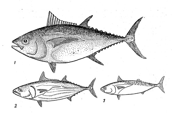 Рис. 9. Океанические тунцы: большеглазый (1), полосатый (3), макрелевый (3).