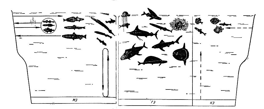 Рис. 14. Основные группировки рыб эпипелагиали.
