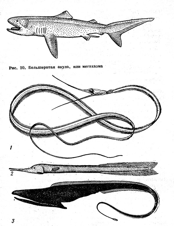 Рис. 20. Большеротая акула, или мегахазма. Рис. 21. Глубоководные пелагические угри: немихтис (1), циема (2), большерот, или пеликаний угорь (3)