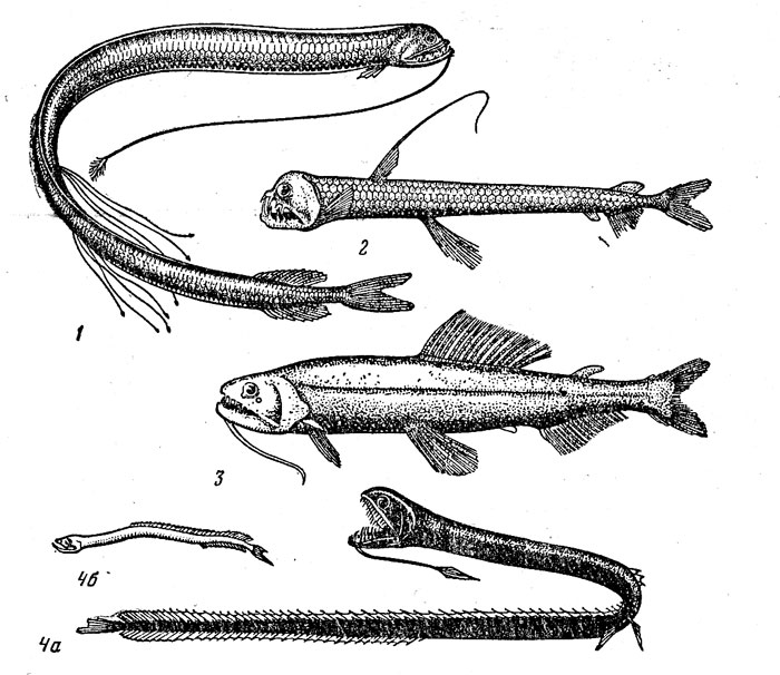 Рис. 22. Стомиеобразные рыбы: стомия (1), хаулпод (8), астронестес (3), идиакант — самка (4а) а самец (4Б)
