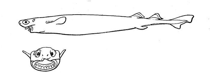 Рис. 26. Большезубая акула — факультативный паразит tspyniibix рыб и китообразных