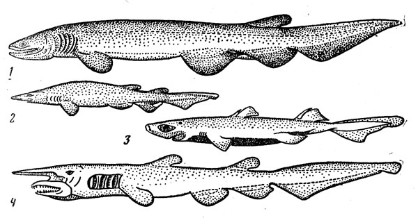 Рис. 31. Придонные акулы: плащеносная (1), глубоководная кошачья (2), этмоптерус (3), акула-домовой (4).