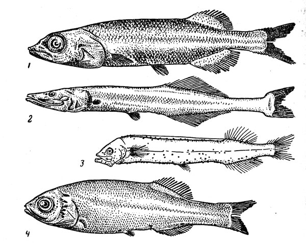 Рис. 35. Гладкоголововидные рыбы: гладкоголов (1), батиприон (2), фотостил (3), сирсия (4).