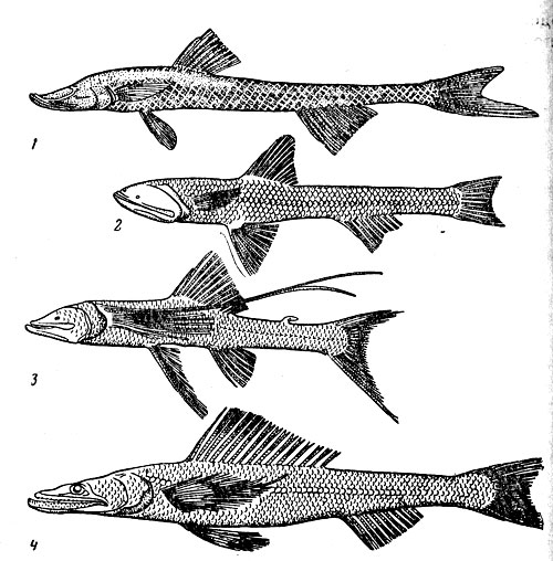 Рис. 37. Глубоководные аулопообразныс рыбы: ипнопс (1), батитифлопс (2) батиптер (3), бентозавр (4).