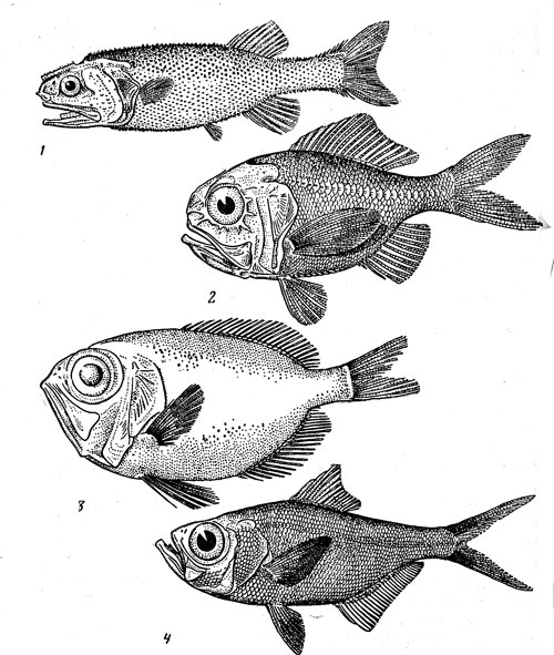 Рис. 39. Глубоководные бериксообразвые рыбы: стефаноберикс (1), средиземноморский хоплостет (2), диретмоид (3), низкотелый берикс (4).