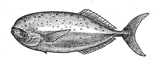 Рис. 43. Луварь - рыба, родственные связи которой долго оставались непонятными.
