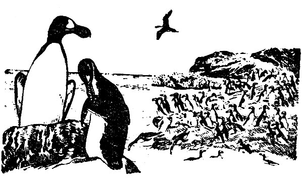 Бескрылая гагарка (Pinguinnus impennis)