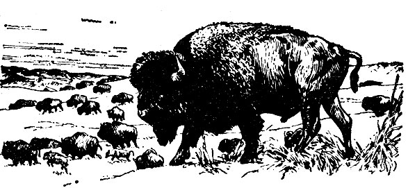 Степной бизон (Bison bison bison)