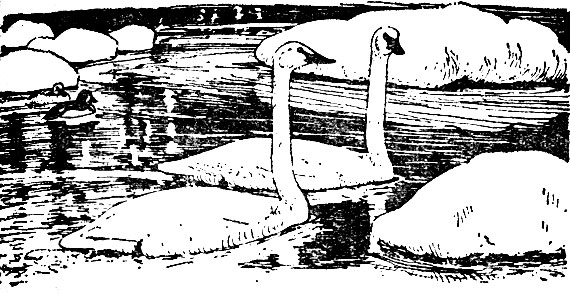 Лебедь-трубач (Olor buccinator)
